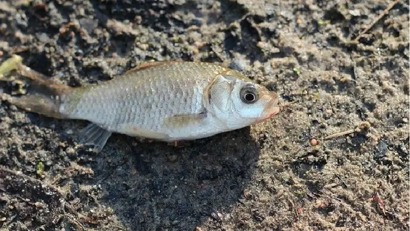 Глубину и содержание кислорода проверили в озере Атырау, где ранее гибла рыба