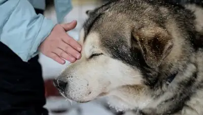 Zakon.kz, фото - Новости Zakon.kz от 11.02.2017 02:29