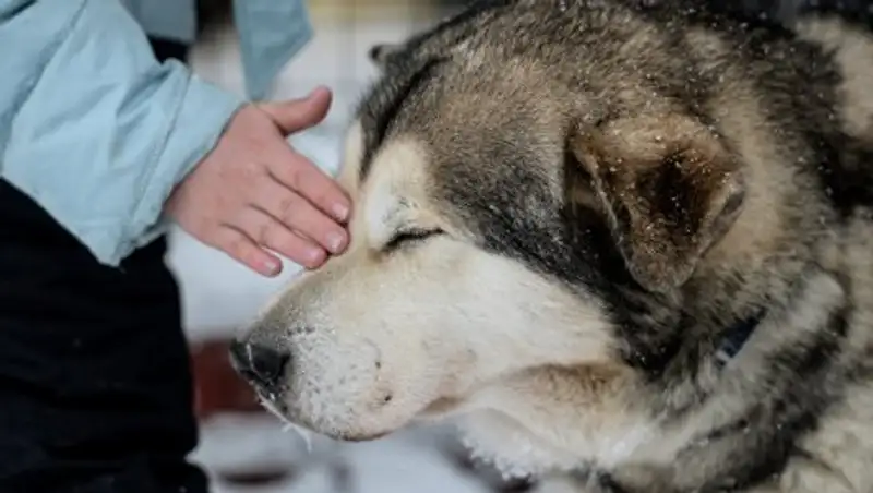 На Алтае собака спасла брошенного на морозе двухлетнего малыша
