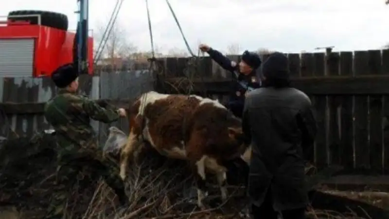 В Семее вызволяли корову, упавшую в канализационный колодец