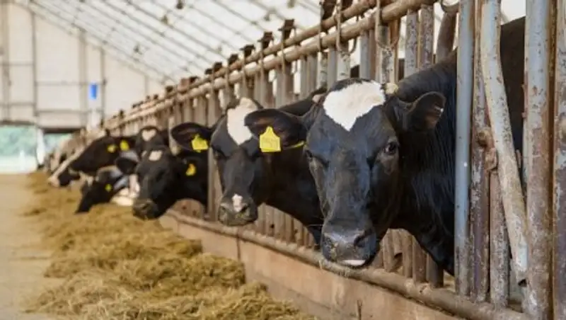 В Туркестанской области развивают откормочные площадки