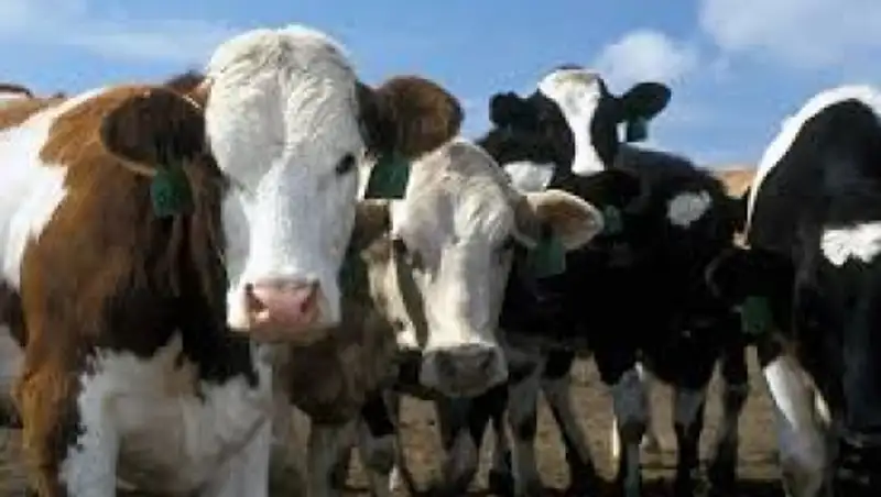 В аулах Жамбылской области гибнет крупный рогатый скот