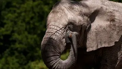 Фото: Kacper Pempel / Reuters, фото - Новости Zakon.kz от 12.12.2017 10:08