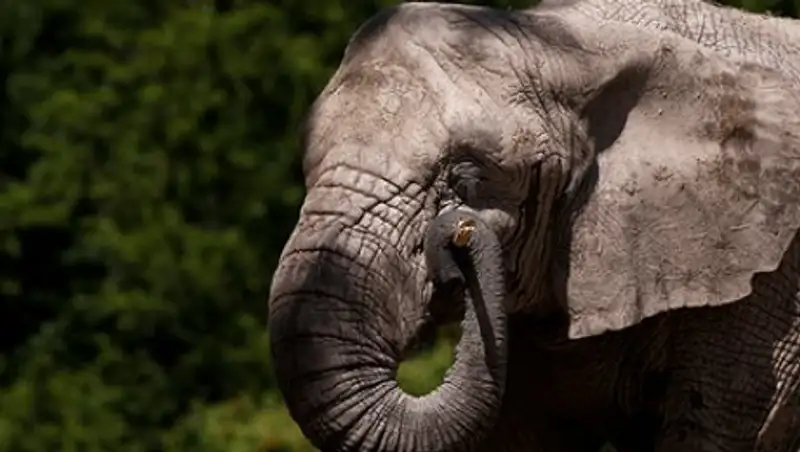 Слон насмерть затоптал любителя селфи