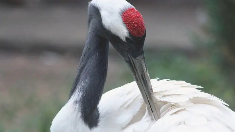 Журавль отметил 36-летие в Алматинском зоопарке