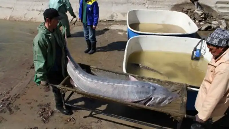 В реке Урал поймали 160-килограммовую белугу