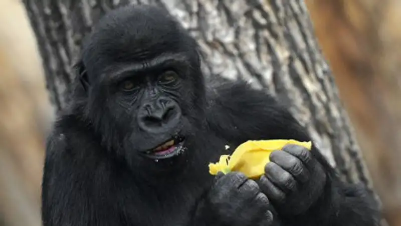 Точное число вымирающих видов животных назвали экологи