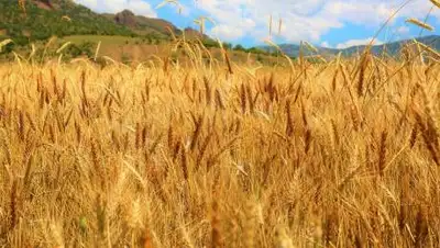 pixabay.com, фото - Новости Zakon.kz от 24.11.2020 11:11