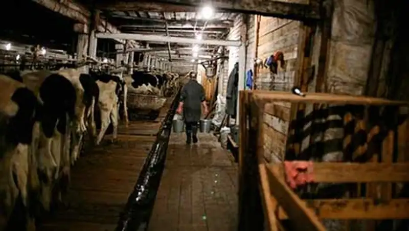 В Карагандинской области полностью сгорела животноводческая база, фото - Новости Zakon.kz от 19.11.2013 16:55