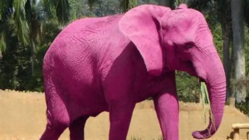 Стала известна судьба "пропавшего" в Алматы слона