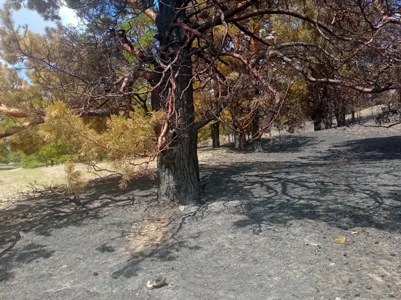 сгоревший лес , фото - Новости Zakon.kz от 19.06.2023 11:09