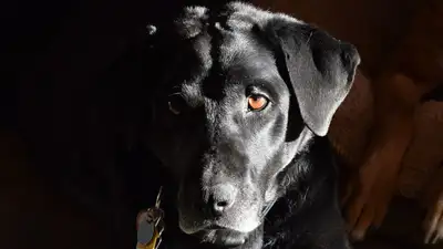 "Ненужный" лабрадор из Риддера обрел семью в Германии, фото - Новости Zakon.kz от 14.11.2023 16:45