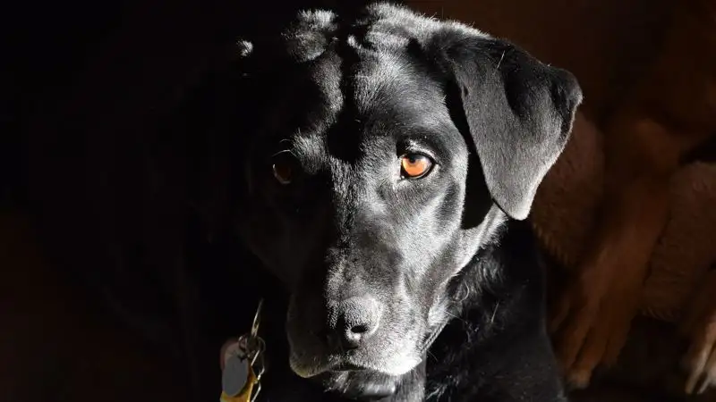 "Ненужный" лабрадор из Риддера обрел семью в Германии