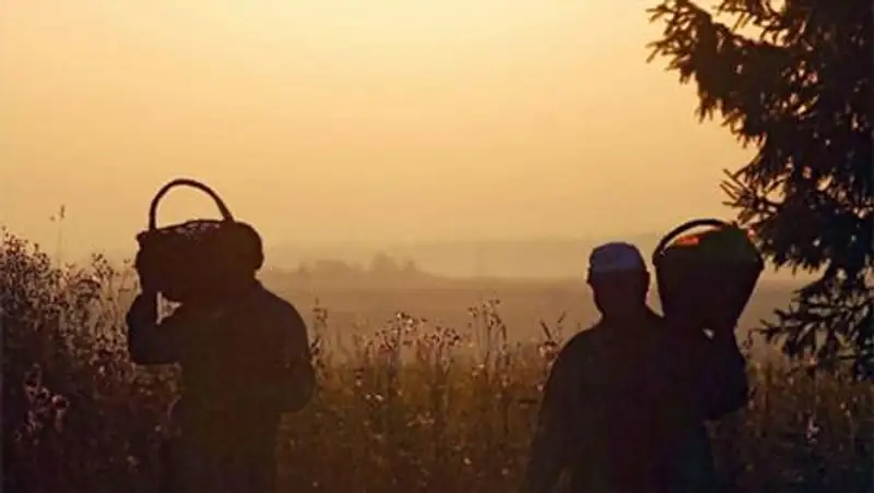 Грибники, заблудившиеся в лесу Акмолинской области, найдены