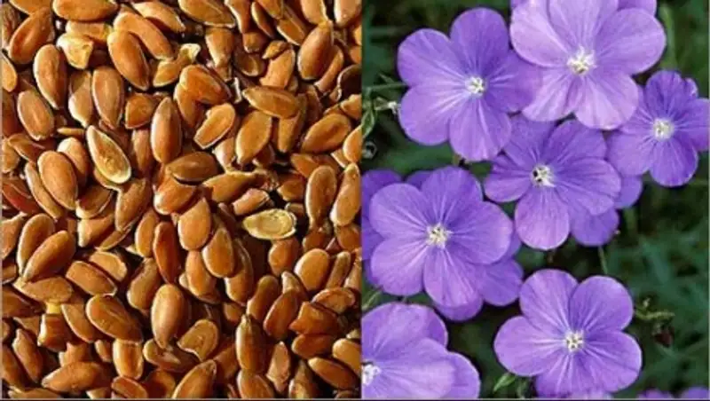 Часть зерновых и масличных в Костанайской области оставят, чтобы убрать весной