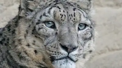 Pixabay, фото - Новости Zakon.kz от 25.01.2020 23:50