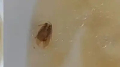 На тараканов в еде пожаловались пациенты детской больницы Мангистау, фото - Новости Zakon.kz от 11.08.2023 03:58