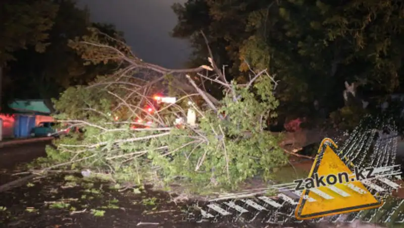 Упавшее дерево перегородило движение в Алматы