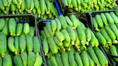 bnews.kz, фото - Новости Zakon.kz от 03.07.2018 09:37