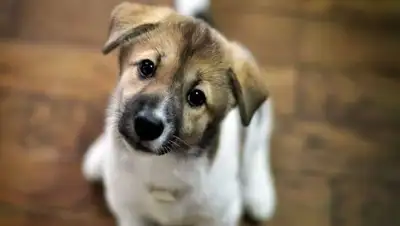 Zakon.kz, фото - Новости Zakon.kz от 18.08.2017 10:14