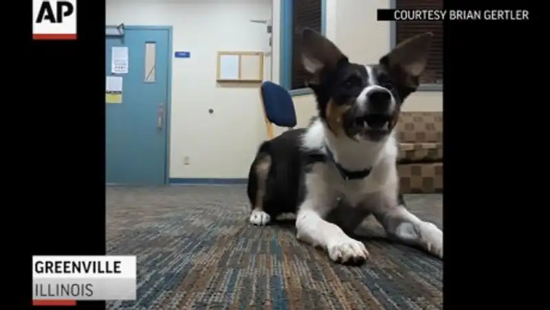 Американец научил собаку лаять шепотом