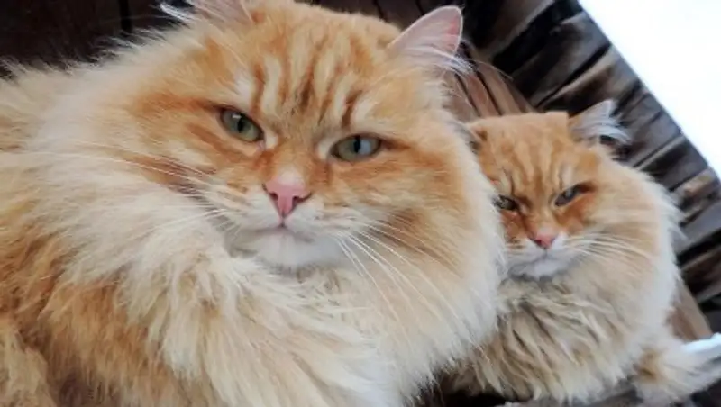 Необычная колония рыжих котов живет под Барнаулом