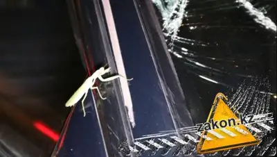 Zakon.kz, фото - Новости Zakon.kz от 09.09.2017 22:56