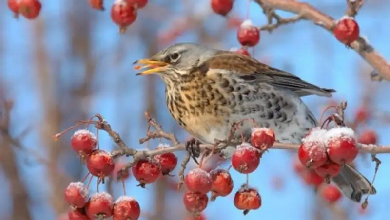 Солнечную погоду по всей республике прогнозируют синоптики на завтра