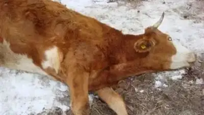 Zakon.kz, фото - Новости Zakon.kz от 18.04.2017 15:48