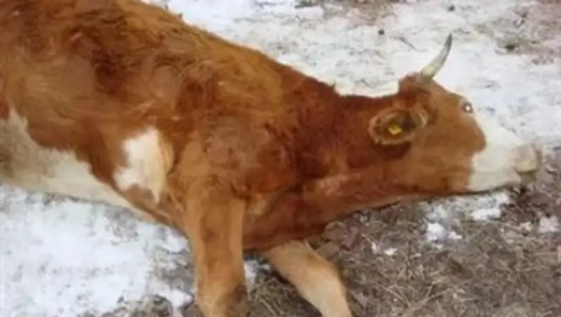 Алматы облысында б&#1199;тіндей бір ауылды&#1187; малы жаппай ауру&#1171;а шалды&#1171;ып жатыр