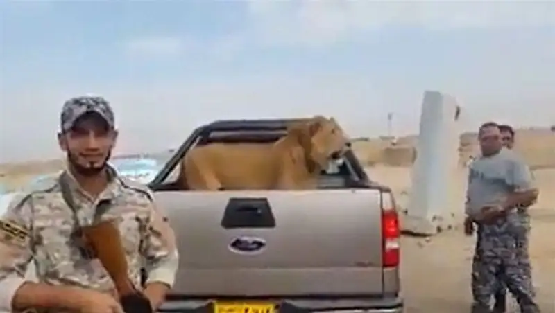 Военные в Ираке возят с собой льва без клетки