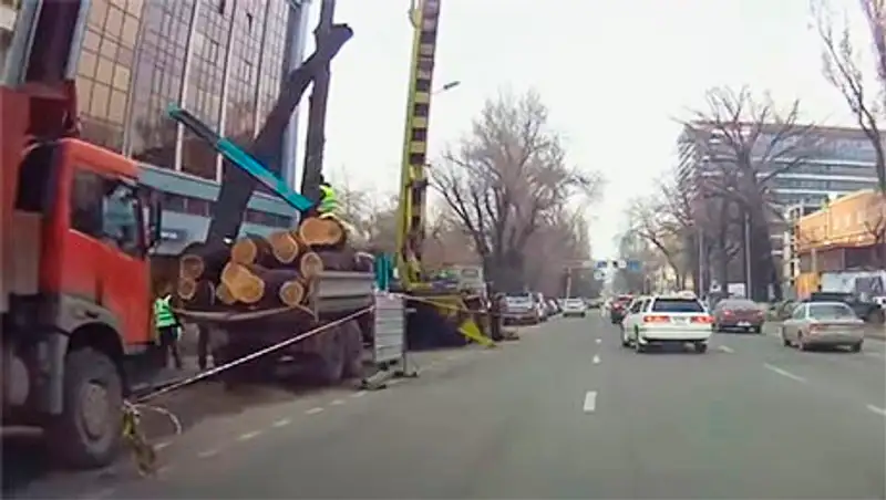 В Алматы за незаконную вырубку деревьев уволен сотрудник акимата