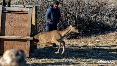 инспекторы выпускают бухарского оленя, фото - Новости Zakon.kz от 28.11.2022 17:36