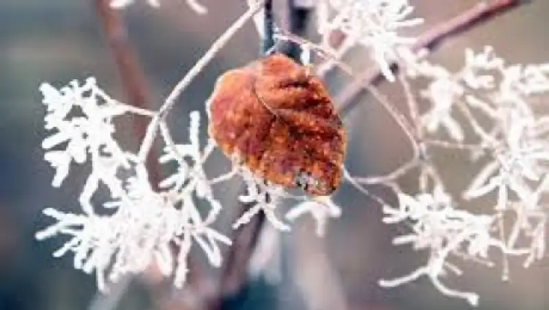 В Алматы ожидается мокрый снег и резкое понижение температуры 