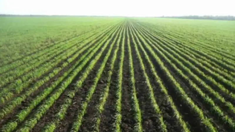 В Жамбылской области посевные площади увеличились на 12,4 тыс. гектаров