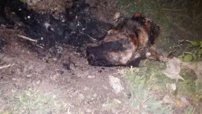 Zakon.kz, фото - Новости Zakon.kz от 25.05.2017 18:56