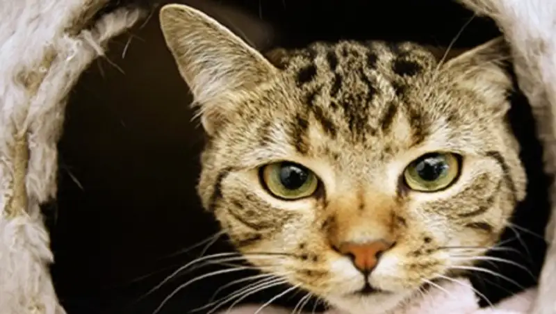Спасший ребенка кот стал номинантом британской премии