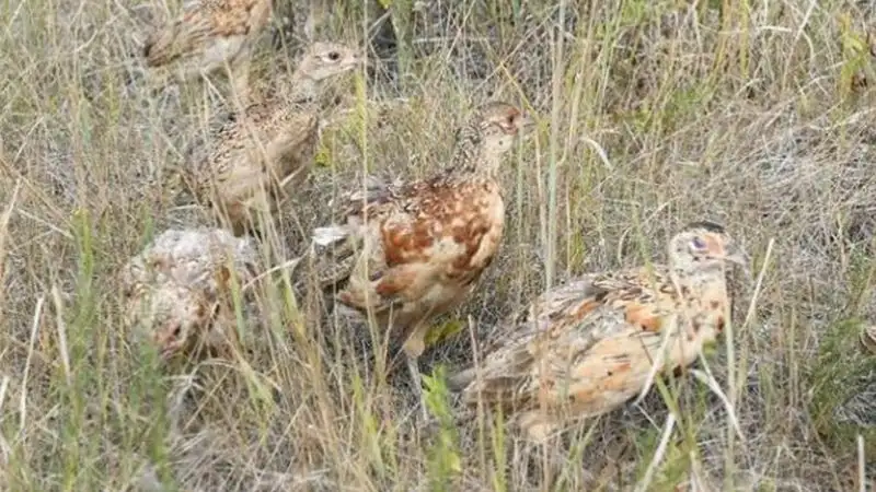 Сколько фазанов и кроликов. В каком году выпустили фазана в Астане.