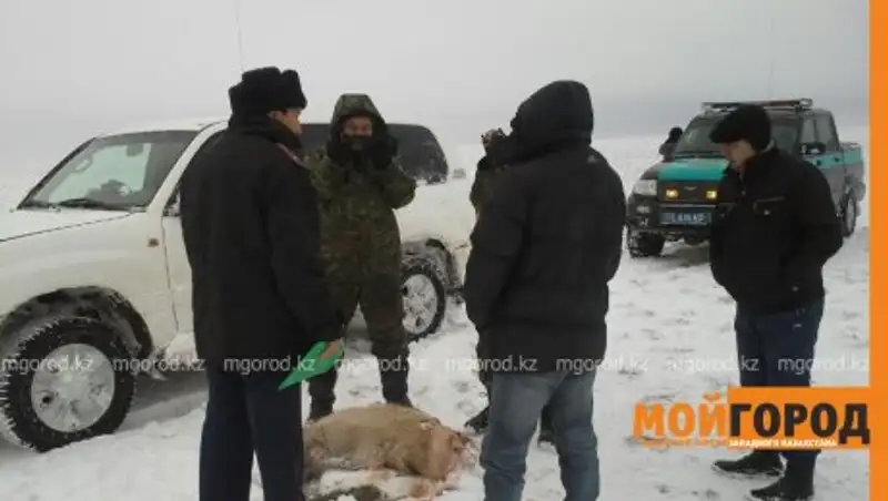 Двоих полицейских задержали с рогами сайгаков в ЗКО