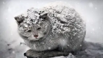 Zakon.kz, фото - Новости Zakon.kz от 26.10.2017 06:00