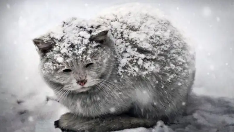 На севере, центре и востоке Казахстана пройдет снег