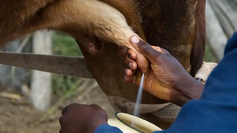 Нехватку молока-сырья отмечают производители продукции