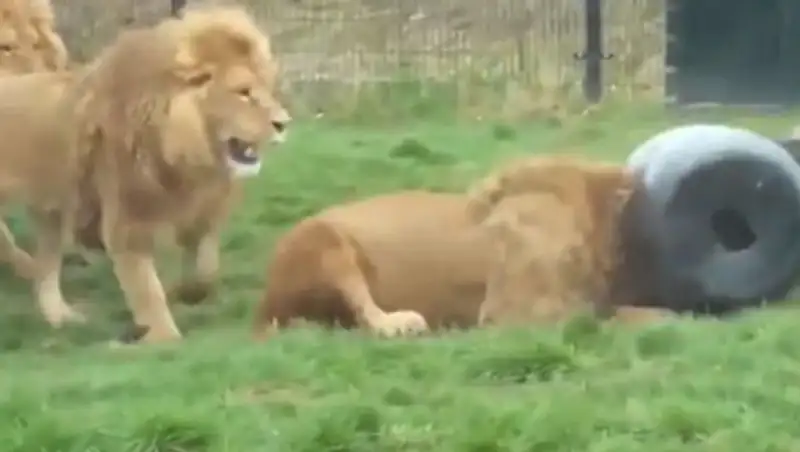 Лев, застрявший в бочке с едой, стал звездой YouTube