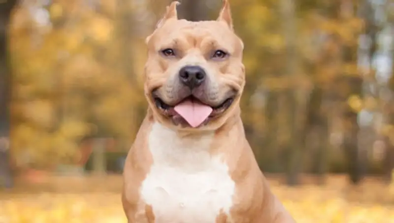 Питбуля натравили на полицейских в Усть-Каменогорске