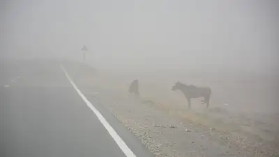 пыльная буря, дорога , фото - Новости Zakon.kz от 28.03.2022 17:09