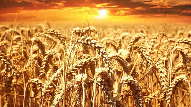 Казахстан пшеница КНР, фото - Новости Zakon.kz от 06.06.2023 10:58