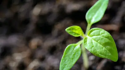 растение, фото - Новости Zakon.kz от 11.05.2023 12:54