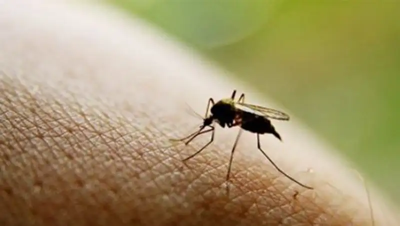 Биологи раскрыли секрет любви комаров к человеку