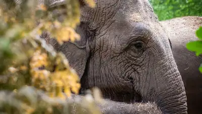 В зоопарке Алматы показали, как делают педикюр слону, фото - Новости Zakon.kz от 21.10.2022 09:44
