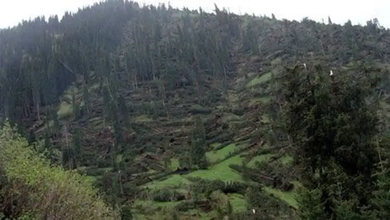 В 2014 году в Иле-Алатауском национальном парке продолжатся работы по восстановлению леса